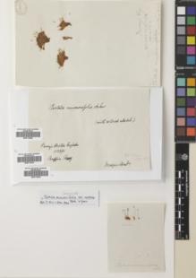 Type specimen at Edinburgh (E). : . Barcode: E00774562.