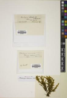 Type specimen at Edinburgh (E). Bisset, James: 129. Barcode: E00774583.