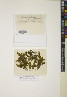 Type specimen at Edinburgh (E). Challenger Expedition: . Barcode: E00774584.