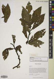 Type specimen at Edinburgh (E). Clark, J.L.: 8835. Barcode: E00774675.