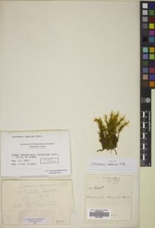 Type specimen at Edinburgh (E). Bisset, James: 17. Barcode: E00774681.