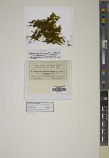 Type specimen at Edinburgh (E). Fleischer, Max: 322. Barcode: E00774740.