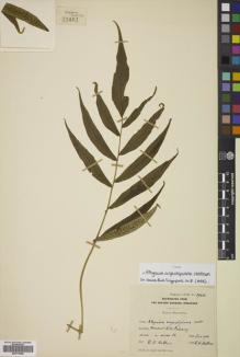 Type specimen at Edinburgh (E). Holttum, Richard: 39461. Barcode: E00774999.