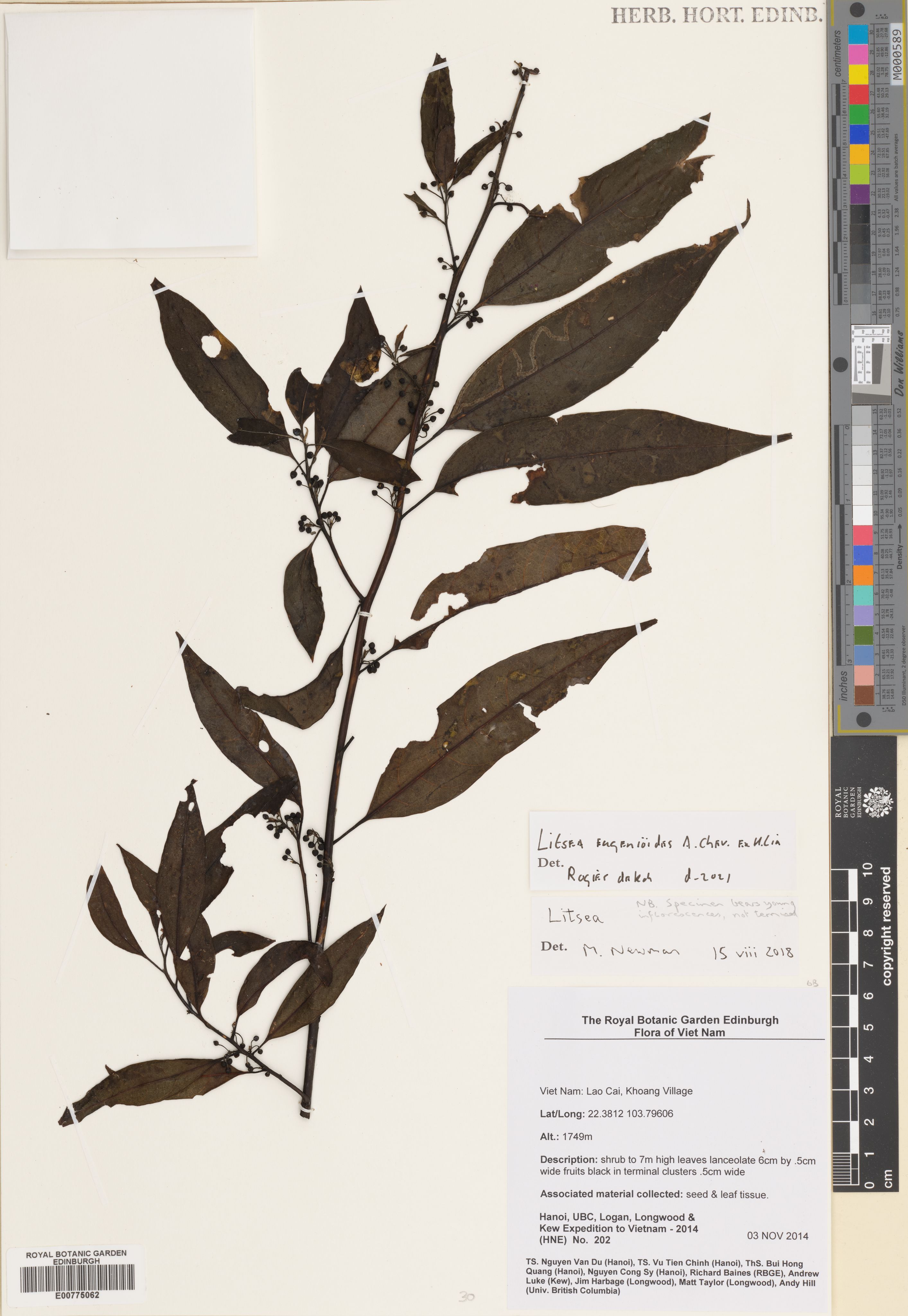 Litsea eugenioides — ảnh 2