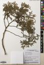 Calocedrus macrolepis — ảnh 3