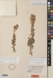 Type specimen at Edinburgh (E). Rechinger, K.H.; Rechinger, F.; Aellen, P.; Esfandiari, E.: 4066. Barcode: E00775703.