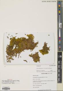Type specimen at Edinburgh (E). Timana, M.: 3804. Barcode: E00775909.