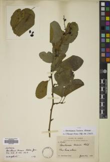 Type specimen at Edinburgh (E). Ching, Ren-Chang: 2785. Barcode: E00777587.
