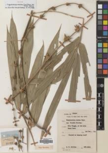 Type specimen at Edinburgh (E). Holttum, Richard: SFN.40201. Barcode: E00779076.
