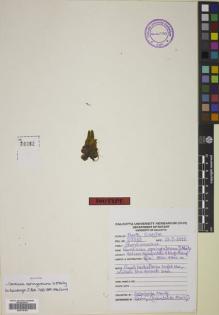 Type specimen at Edinburgh (E). Maity, Debabrata: 20362. Barcode: E00779106.