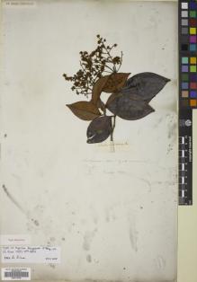 Type specimen at Edinburgh (E). Salzmann, Philipp: . Barcode: E00779109.