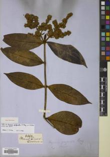 Type specimen at Edinburgh (E). Gardner, George: 4663. Barcode: E00779110.