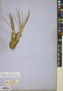 Type specimen at Edinburgh (E). Gardner, George: 5229. Barcode: E00781579.