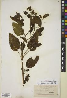 Type specimen at Edinburgh (E). Morong, Thomas: 634. Barcode: E00781635.