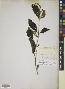 Type specimen at Edinburgh (E). Sellow, Friedrich: . Barcode: E00781700.