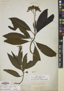 Type specimen at Edinburgh (E). Bojer, Wenzel: . Barcode: E00782023.
