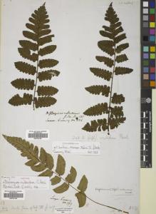 Type specimen at Edinburgh (E). Cuming, Hugh: 199. Barcode: E00782184.