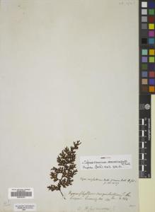 Type specimen at Edinburgh (E). Cuming, Hugh: 130. Barcode: E00782191.