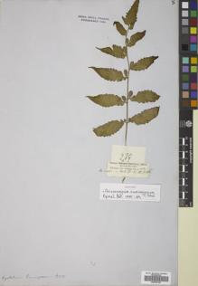 Type specimen at Edinburgh (E). Cuming, Hugh: 239. Barcode: E00782199.