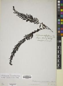 Type specimen at Edinburgh (E). Cuming, Hugh: 129. Barcode: E00782220.