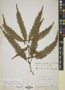 Type specimen at Edinburgh (E). Cuming, Hugh: 136. Barcode: E00782223.