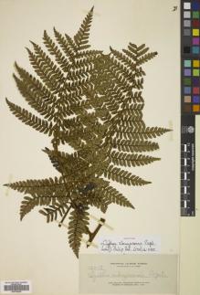 Type specimen at Edinburgh (E). Elmer, Adolph: 12513. Barcode: E00782225.