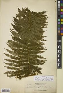 Type specimen at Edinburgh (E). Elmer, Adolph: 13846. Barcode: E00782226.