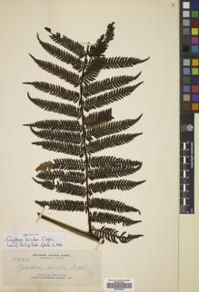 Type specimen at Edinburgh (E). Elmer, Adolph: 11458. Barcode: E00782234.