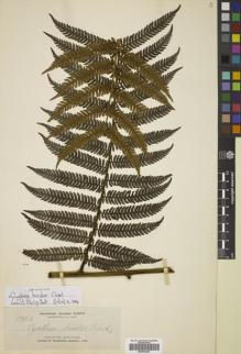 Type specimen at Edinburgh (E). Elmer, Adolph: 11353. Barcode: E00782235.