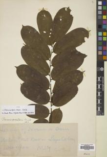 Type specimen at Edinburgh (E). Punch, Cyril: 114. Barcode: E00783688.