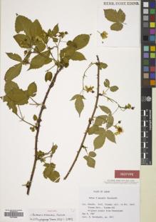 Type specimen at Edinburgh (E). Naruhashi, Naohiro: 5011. Barcode: E00783869.