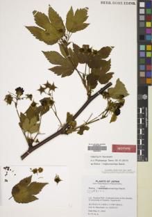Type specimen at Edinburgh (E). Naruhashi, Naohiro: 03053101. Barcode: E00783870.