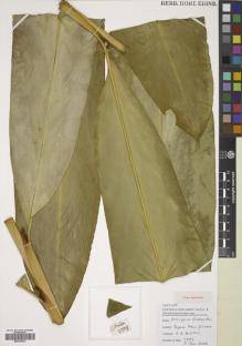 Type specimen at Edinburgh (E). Poulsen, Axel; Bau, Billy; Akoitai, Thomas; Akai, Saxon: 2593. Barcode: E00783873.