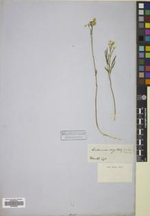 Type specimen at Edinburgh (E). Franklin Expedition: . Barcode: E00785084.