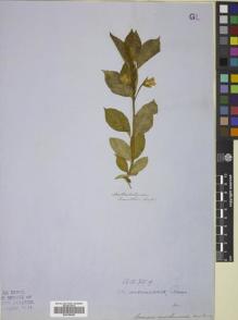 Type specimen at Edinburgh (E). Franklin Expedition: . Barcode: E00785089.