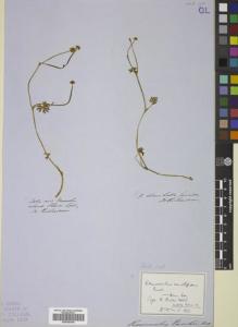 Type specimen at Edinburgh (E). Richardson, John: . Barcode: E00785100.