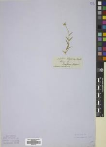 Type specimen at Edinburgh (E). Franklin Expedition: . Barcode: E00785107.