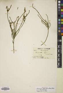 Type specimen at Edinburgh (E). Koch, Max: 1051. Barcode: E00785116.