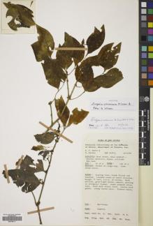 Type specimen at Edinburgh (E). Henty, Edward; Lelean, Yakas: NGF 41872. Barcode: E00785117.