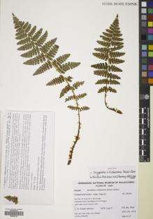 Type specimen at Edinburgh (E). Fraser-Jenkins, Christopher: CRFJ 7519. Barcode: E00785133.