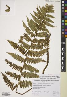 Type specimen at Edinburgh (E). Fraser-Jenkins, Christopher: CRFJ 4899. Barcode: E00785134.