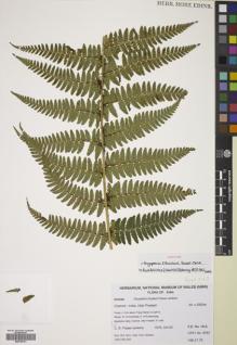 Type specimen at Edinburgh (E). Fraser-Jenkins, Christopher: CRFJ 8353. Barcode: E00785141.