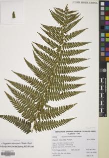 Type specimen at Edinburgh (E). Fraser-Jenkins, Christopher: CRFJ 8353. Barcode: E00785142.