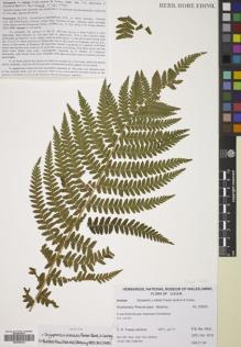 Type specimen at Edinburgh (E). Fraser-Jenkins, Christopher: CRFJ 3210. Barcode: E00785143.