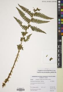 Type specimen at Edinburgh (E). Fraser-Jenkins, Christopher: CRFJ 3210. Barcode: E00785144.