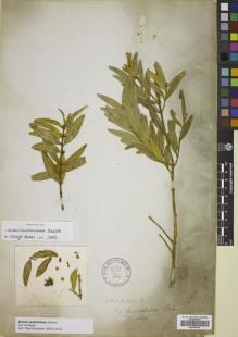 Type specimen at Edinburgh (E). Wallich, Nathaniel: 7978A. Barcode: E00785145.