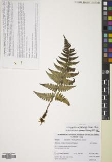 Type specimen at Edinburgh (E). Fraser-Jenkins, Christopher: CRFJ 6968. Barcode: E00785147.