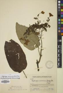 Type specimen at Edinburgh (E). Handel-Mazzetti, Heinrich: 5156. Barcode: E00785215.