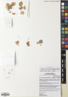Type specimen at Edinburgh (E). Moonlight, Peter; Daza, Aniceto: 318. Barcode: E00785221.
