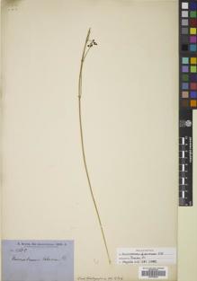 Type specimen at Edinburgh (E). Brown, Robert: 2880. Barcode: E00785222.